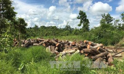 Kiểm điểm trách nhiệm cá nhân, tập thể vụ khai thác gỗ trái phép tại Đắk Lắk