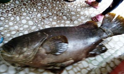 Cá mú nặng hơn nửa tạ sa lưới ngư dân Phú Quốc