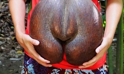 Những quả dừa mang hình thù kì dị, bí ẩn nhất thế giới