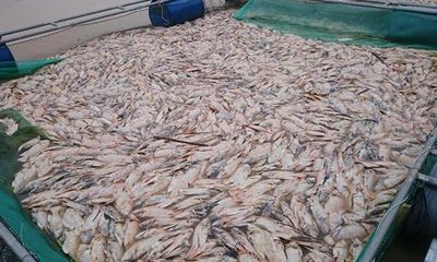 Hàng trăm tấn cá nuôi lồng chết trắng ở Thừa Thiên- Huế sau bão số 12