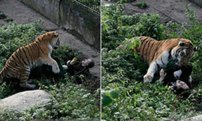 Hổ sổng chuồng, lao ra cắn nhân viên sở thú trước mặt du khách