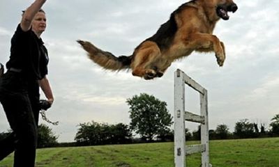 Tiết lộ về mức chi phí “khủng” để huấn luyện chó nghiệp vụ bảo vệ Tổng thống Mỹ