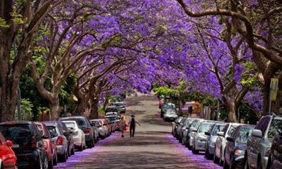 Ngắm hoa phượng tím đẹp nao lòng ở thành phố Sydney