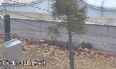 Video: Binh sĩ Triều Tiên đào tẩu bị đồng đội rượt đuổi, nổ súng