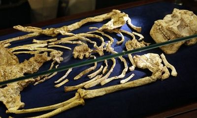 Trưng bày bộ xương hóa thạch quý hiếm 3,6 triệu năm tuổi của tổ tiên loài người