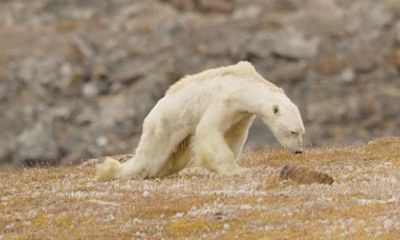 Gấu Bắc Cực đói trơ xương nằm chờ chết