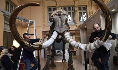 Chi gần 15 tỷ đồng để mua bộ xương voi ma mút trang trí sảnh công ty