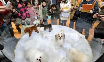 Người Trung Quốc chi hàng tỷ đô mỗi năm để chăm sóc thú cưng 