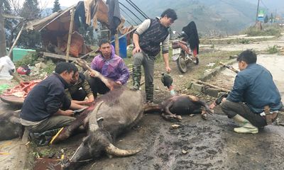 Lào Cai: Xẻ thịt trâu, bò chết rét bán bên đường