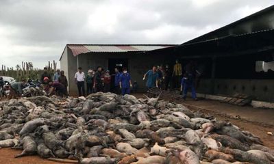 Hỏa hoạn tại trang trại, 1.200 con lợn chết cháy