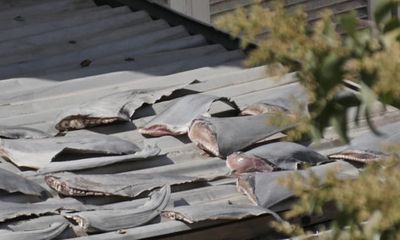 Bộ Ngoại giao thông tin vụ phơi vây cá mập trên mái nhà Đại sứ quán VN tại Chile