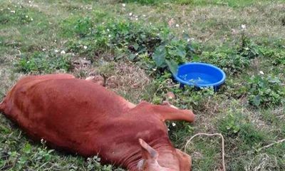 Điều tra vụ 9 con bò chết bất thường ở Thái Bình
