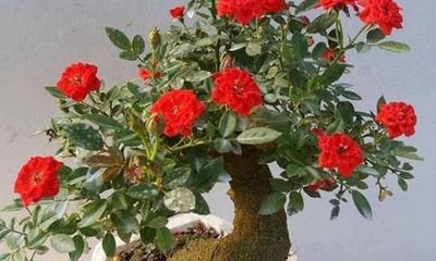 Hoa hồng bonsai giá 1 triệu đồng/cây vẫn 