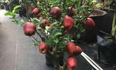 Tiết lộ thông tin về táo bonsai Trung Quốc: Quả gắn keo, không nên ăn