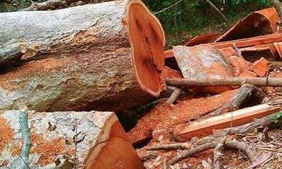 Phát hiện lâm tặc phá rừng với quy mô lớn tại vườn quốc gia Yok Đôn