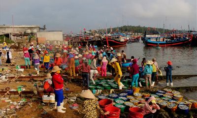 Ngư dân Quảng Ngãi trúng đậm mùa cá cơm trong chuyến biển đầu năm