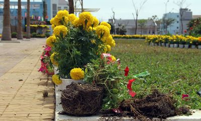 Điều tra vụ đường hoa Phú Yên bất ngờ bị phá tan hoang