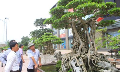 Sững sờ trước vẻ đẹp của hàng nghìn cây cảnh tiền tỷ tại Hà Nội
