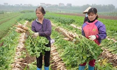 500 đồng/kg củ cải, nông dân Hà Nội xót lòng đổ hàng chục tấn xuống sông