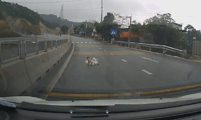 Clip: Em bé lổm ngổm bò qua đường quốc lộ khiến tài xế một phen hú vía