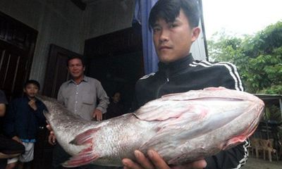 Ngư dân Quảng Nam bắt được cá lạ dài 1,1m, nặng 10kg nghi là sủ vàng quý hiếm