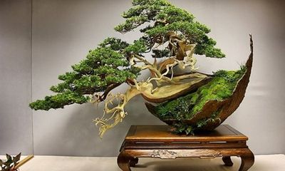 Những “siêu phẩm” bonsai độc đáo, nhà giàu có tiền cũng khó mua 