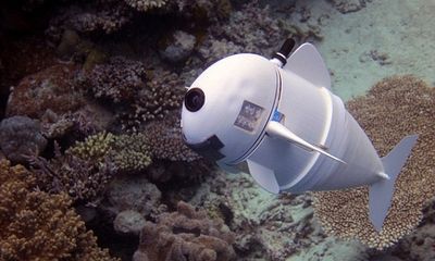 Chú cá robot có thể bơi ở độ sâu 15m mà không bị phát hiện 