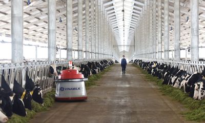 Tổ hợp trang trại bò sữa công nghệ cao Vinamilk tại Thanh Hóa mở ra bước phát triển mới cho ngành nông nghiệp chăn nuôi bò sữa tại Việt Nam