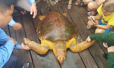 Rùa biển quý hiếm, nặng 80 kg mắc lưới ngư dân Hà Tĩnh