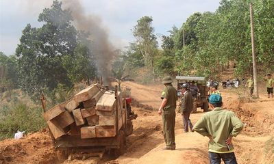 Tạm đình chỉ Giám đốc Công ty lâm nghiệp để phá rừng ở Đắk Lắk