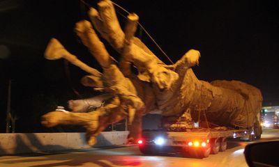 Bắt 3 xe chở cây “quái thú” khủng, phạt hơn 80 triệu đồng