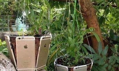 Sốc với độ chịu chơi của con nhà giàu, dùng iPhone làm chậu trồng cây 