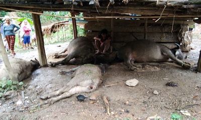 Nghệ An: Sét đánh chết 4 con trâu của một gia đình