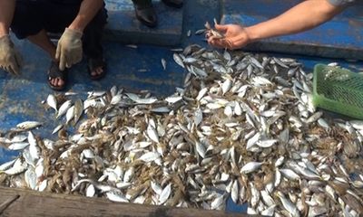 Không phát hiện độc tố trong cá chết dạt vào bờ biển Quảng Trị