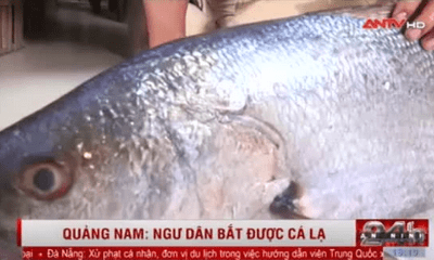 Video: Quảng Nam: Ngư dân bắt được cá lạ dài hơn 1,15m