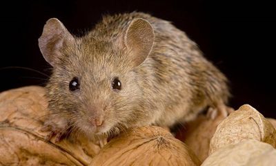 8 cảnh sát Argentina bị sa thải vì đổ cho chuột ăn hết nửa tấn cần sa 