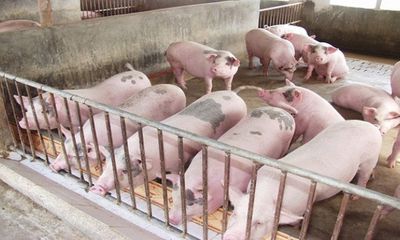 Giá lợn hơi bật tăng trở lại, lên tới 42.000 đồng/kg