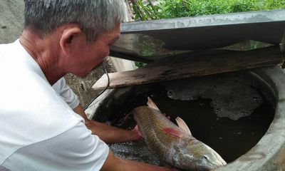 Ngư dân Quảng Bình bắt được cá lạ nặng 4,2kg nghi sủ vàng quý hiếm