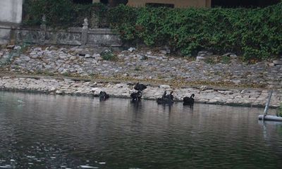 Một con thiên nga đen ở hồ Thiền Quang đột nhiên bị mất tích