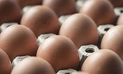 Mỹ thu hồi 200 triệu quả trứng: Những điều cần biết vế nhiễm khuẩn Salmonella