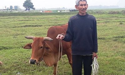 Chỉ có ở Thanh Hóa: Chăn trâu bò phải đóng phí cỏ
