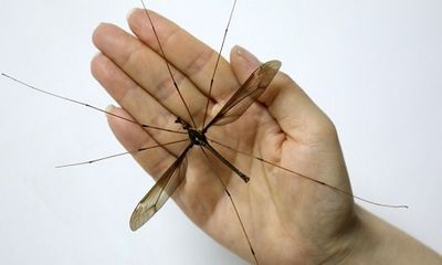 Tìm thấy con muỗi lớn nhất thế giới với khoảng cánh 11cm ở Trung Quốc