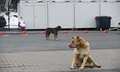 Chiến dịch giết chó hoang trước thềm World Cup 2018 của Nga bị phản đối