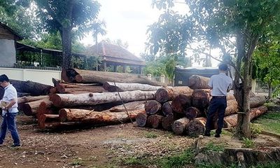 Đắk Nông: 9 cán bộ kiểm lâm bị kỷ luật vì liên quan đến trùm gỗ lậu Phượng “râu”