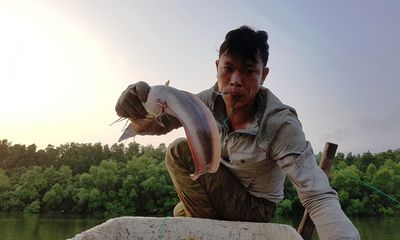 Kiếm tiền triệu mỗi đêm nhờ câu cá ngát ở Sài Gòn 