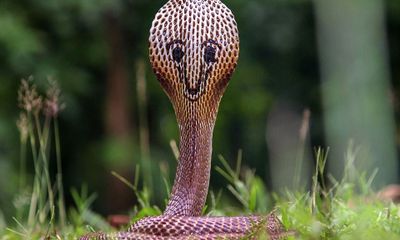 Lạ lẫm hình ảnh rắn hổ mang cực độc lại có hình mặt cười phía sau đầu