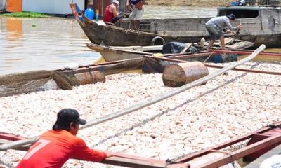 Vụ 1.500 tấn cá chết ở Đồng Nai: Xác định nguyên nhân ban đầu