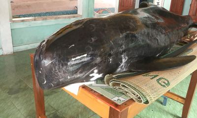 Cá voi nặng 300 kg trôi dạt vào bờ biển Quảng Ngãi