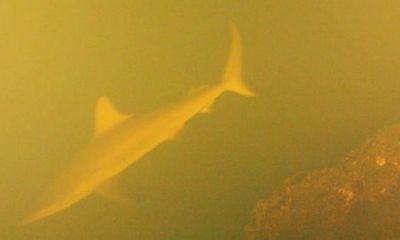 Kỳ lạ những chú cá mập sống bên trong miệng núi lửa 