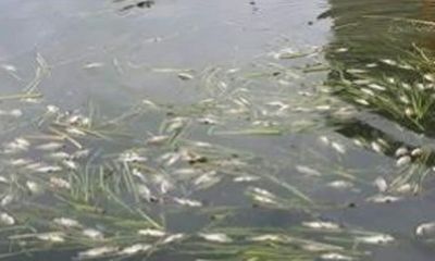 Đã xác định được nguyên nhân cá chết hàng loạt tại Kon Tum